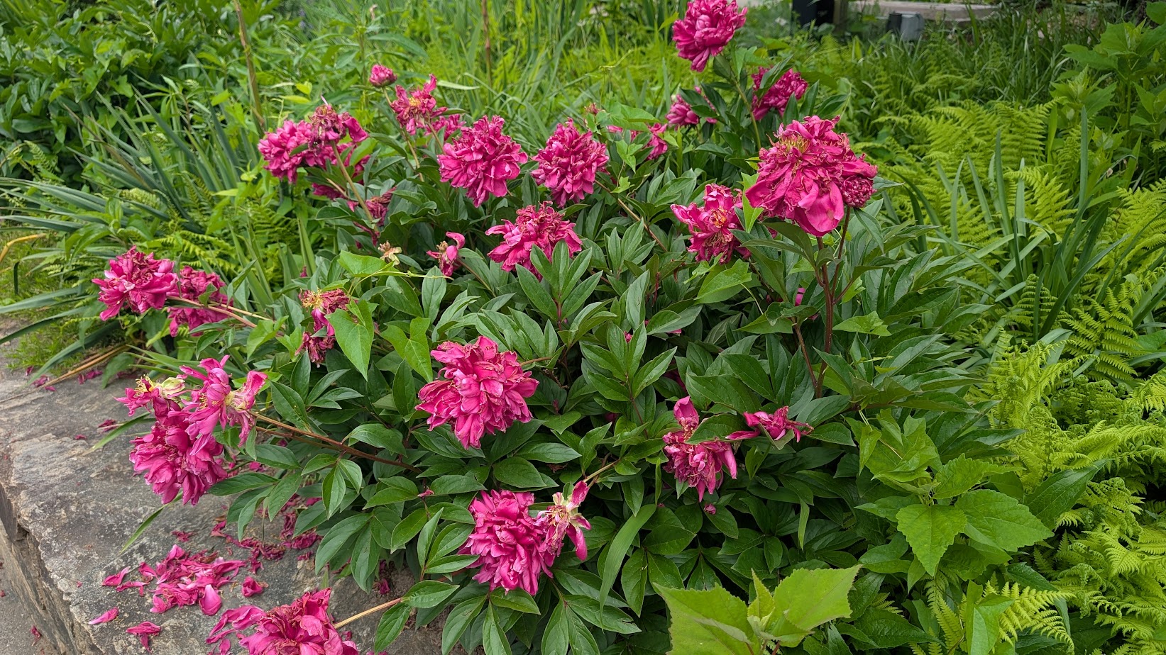 Flowers at North Carolina Arboretum